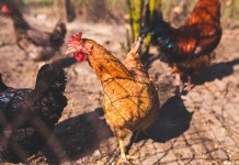 France raises bird flu alert level to ‘high’ amid new outbreaks