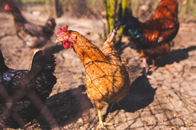 France raises bird flu alert level to ‘high’ amid new outbreaks