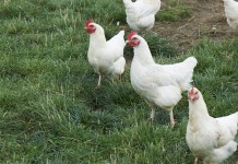 Challenges to free-range poultry in low rainfall regions