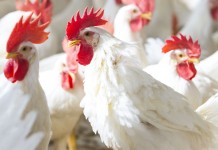 Scientifically validated results to raise poultry production profitability