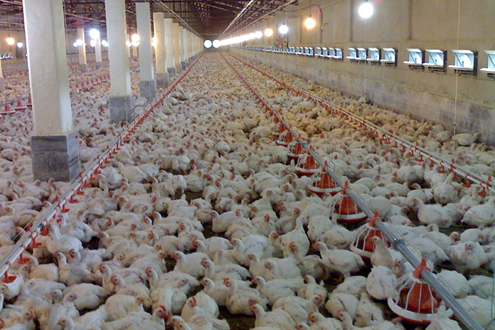 Measurement of energy utilization in chickens