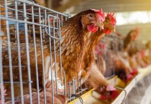 Better than alternatives to antibiotics