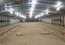 Measurement of true ileal calcium digestibility of meat and bone meal for broiler chickens