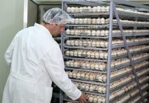 Limiting embryonic overheating during incubation