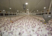 Future of Blackhead Disease in poultry