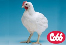 New planning director for Cobb Asia-Pacific