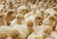 Turkey hatcheries – The past 25 years and the future of single-stage