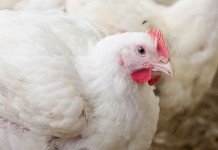 Probiotics as an alternative to antibiotics for treating lameness in broilers