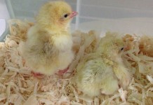 Immediate post-hatch nutritional restriction in broilers