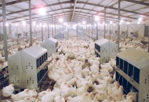 A practical approach to broiler breeder management in the absence of beak treatment – Part 1
