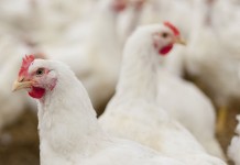 Biosecurity and surveillance in times of Avian Influenza