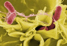 Isoquinoline alkaloids lower the prevalence of salmonella Heidelberg in broiler chickens