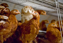 Quick molt diets and programs