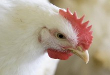 Broilers perform better with intermittent lighting programs