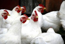 On free amino acids – Their role in starch and protein digestive dynamics