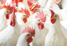 High levels of cottonseed meal supplemented with composite microbial enzymes