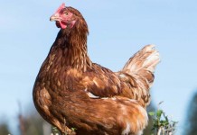 Effects of early enrichment on range use in free-range laying hens