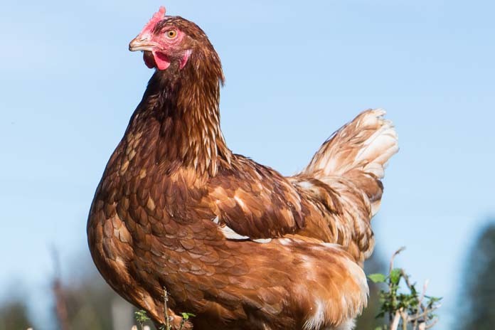 Download Effects Of Early Enrichment On Range Use In Free Range Laying Hens