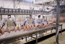 Sedima – A modern greenfield project with a high level of automation in Senegal