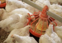 Field experience on the use of probiotics in chickens and turkeys