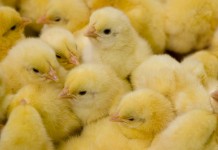 The effects of in-ovo feeding