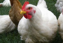 Modification of the chicken intestinal epithelial physical barrier in poultry by dietary factors