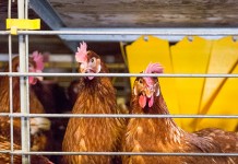 Challenges in longer laying cycle. Stabilizing egg quality