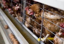 Novel Approach Improves Poultry Welfare by Reducing Stress on Chickens