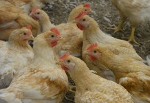 Aviagen’s Slower-Growing Ranger Gold Makes Inroads Into German Market