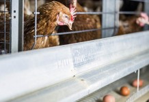Evaluating hen behaviour and physiological stressors during Ventilation Shut Down