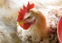 Poultry meat and egg production in Brazil – First Part