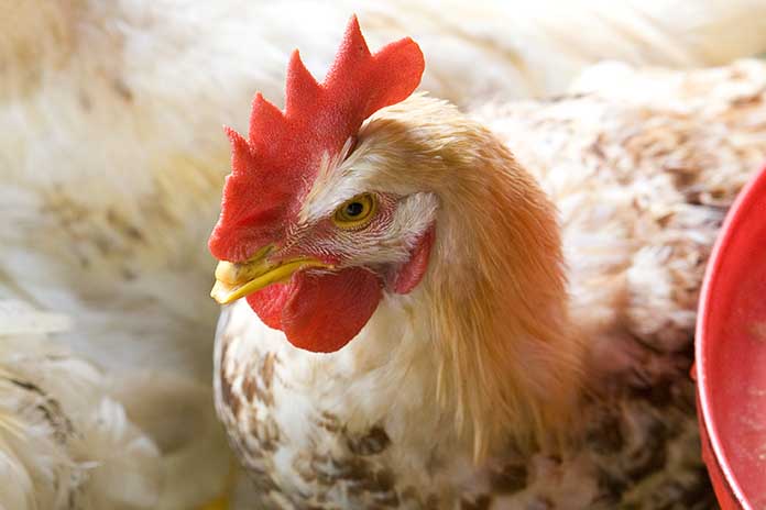 Poultry meat and egg production in Brazil – First Part