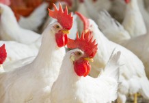 Black soldier fly larvae in meat chicken diets modifies the fatty acid profile in chicken breast meat