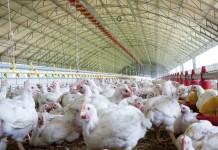 Effectiveness of a double choice test to assess dietary taste preferences in broiler chickens