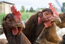 Brazil: considerable increase of broiler meat and egg production – 2nd part