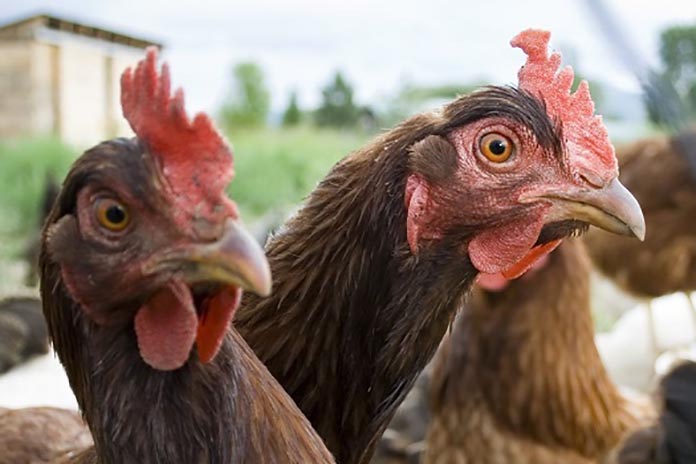 Brazil: considerable increase of broiler meat and egg production – 2nd part
