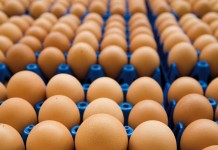 Poland – Growing importance of egg exports
