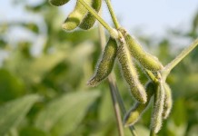 Replacing soy in broiler diets. Effect on performance, carcass yield and cost of production