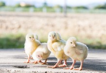 How to ensure a better sustainability in breeding