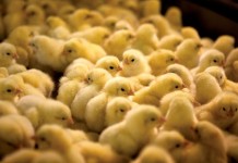 A practical approach to broiler breeder management in the absence of beak treatment – Part 2