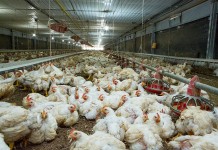 Performance benefits of probiotic and protease in broilers subject to Eimeria challenge