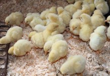 Incubation temperatures influence muscle growth and energy in broiler embryos