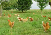 France reports new H5N1 outbreak on pheasant and partridge farm in northern region