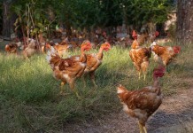 Label Rouge: a supply chain model for other markets