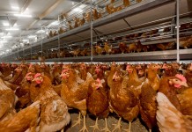 Dietary non-phytate phosphorus levels for laying hens in the last phase of lay