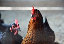 A more sustainable poultry production