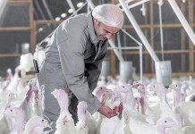 Common global poultry welfare practices