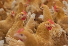 Aviagen slower-growing breeds get seal of approval from key European welfare schemes