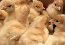 Re-stored turkey eggs outperform untreated eggs stored for 8 to 15 days by 7%