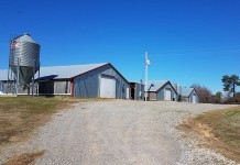 Using sunflower meal in broilers with the addition of a carbohydrase complex